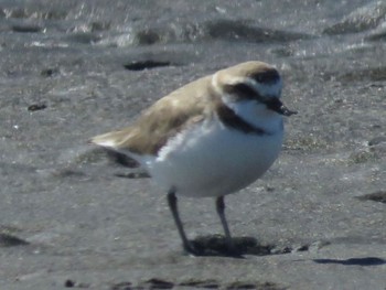 Kentish Plover Sambanze Tideland Sun, 3/10/2024