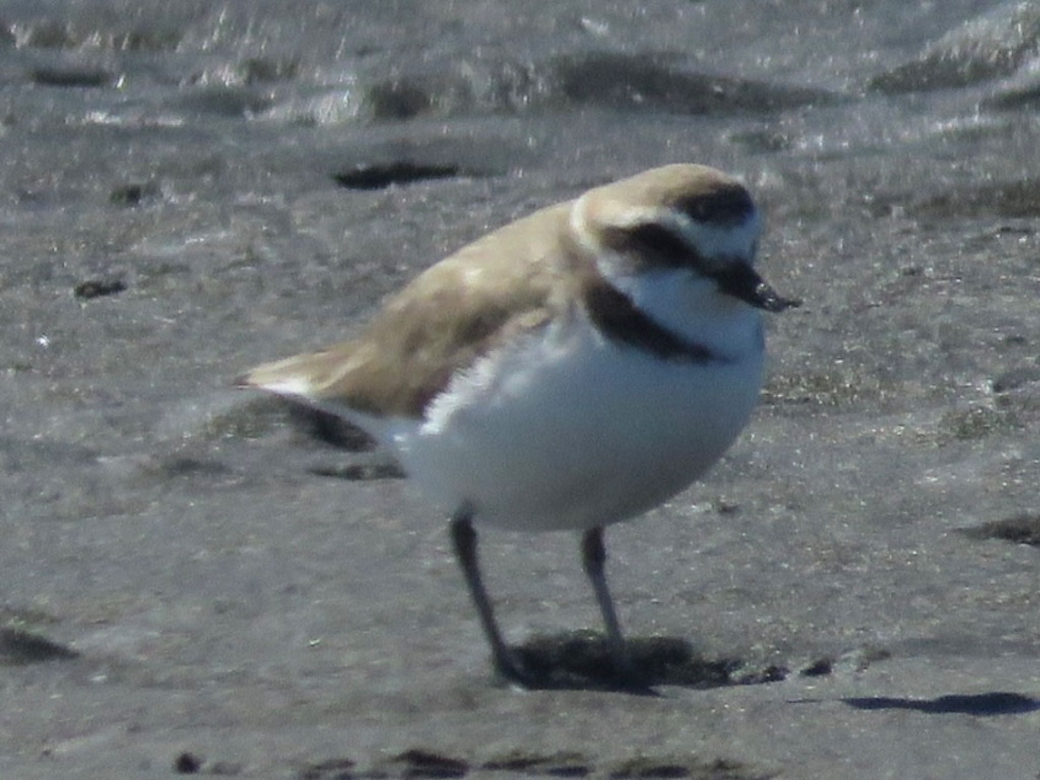 Kentish Plover