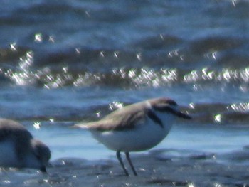 Kentish Plover Sambanze Tideland Sun, 3/10/2024