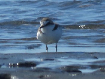 Kentish Plover Sambanze Tideland Sun, 3/10/2024