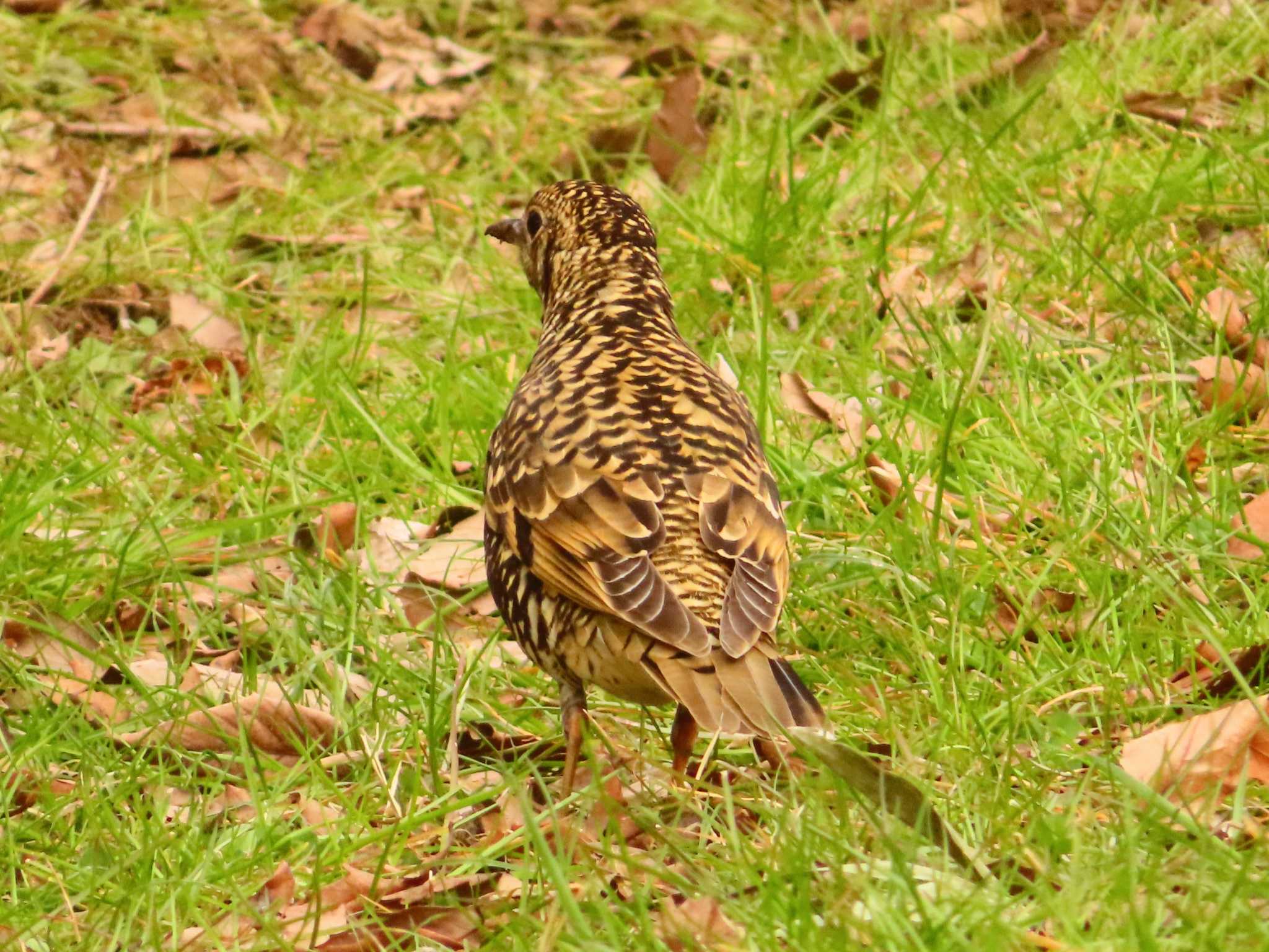 Photo of White's Thrush at 東京都立桜ヶ丘公園(聖蹟桜ヶ丘) by ゆ