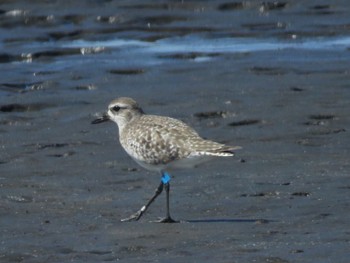 Sun, 3/10/2024 Birding report at Sambanze Tideland