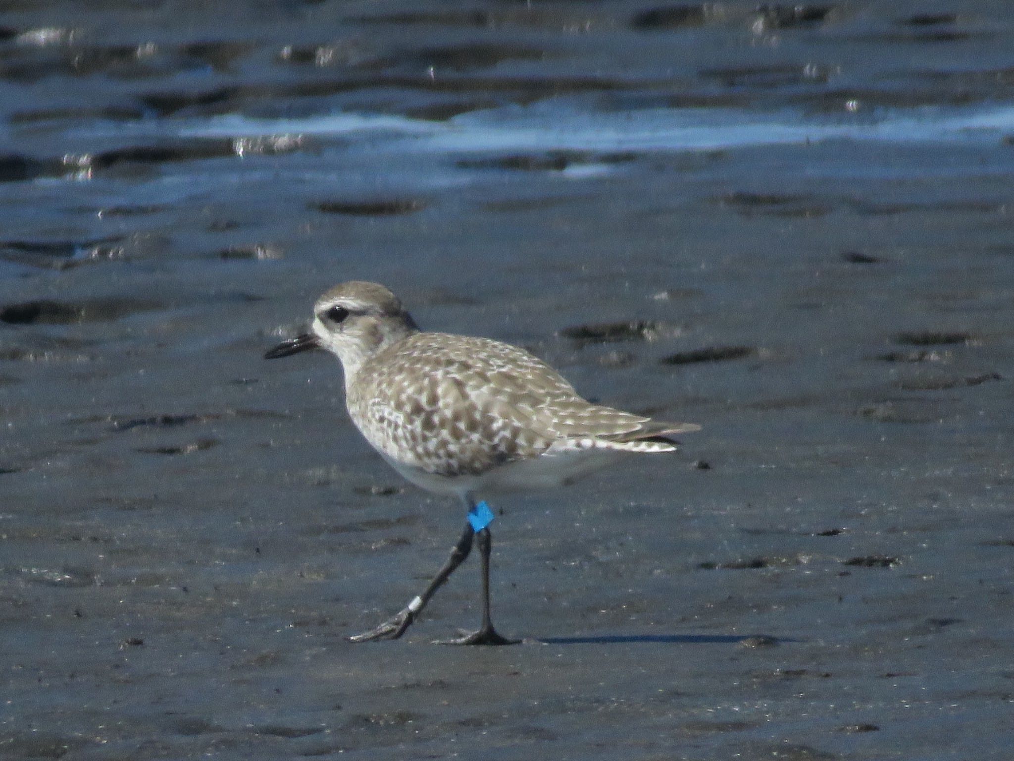 Grey Plover