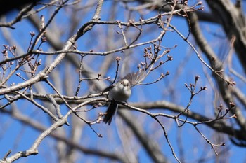 エナガ 千葉県 2024年2月24日(土)