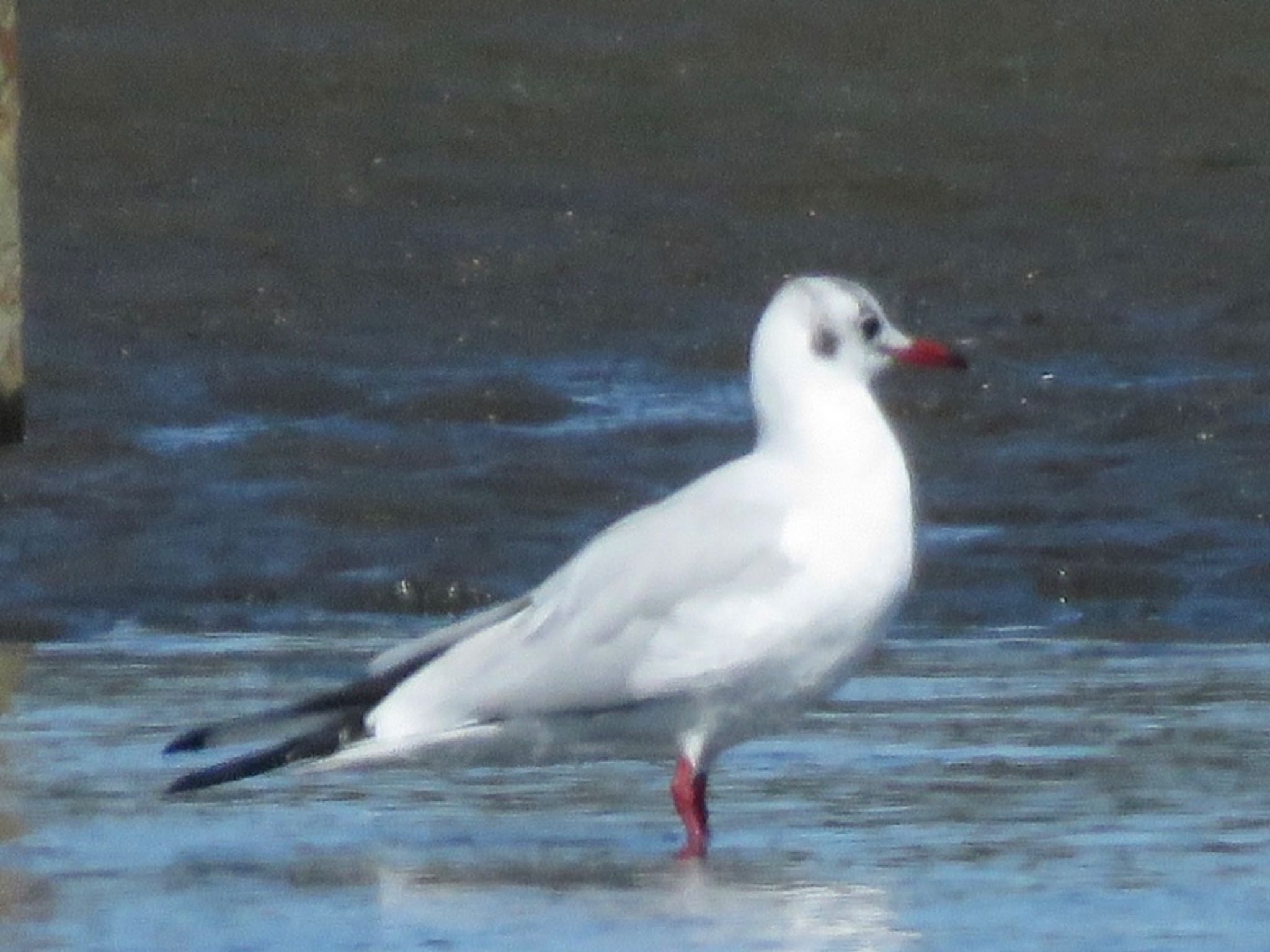 Black-headed Gull