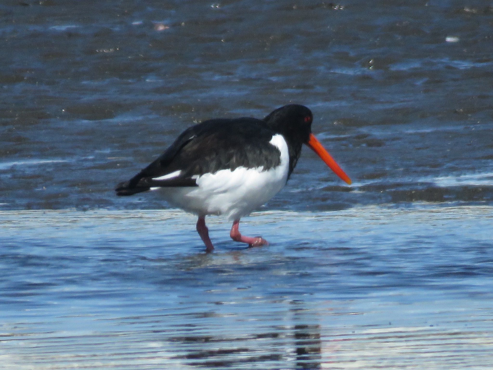 Eurasian Oystercatcher