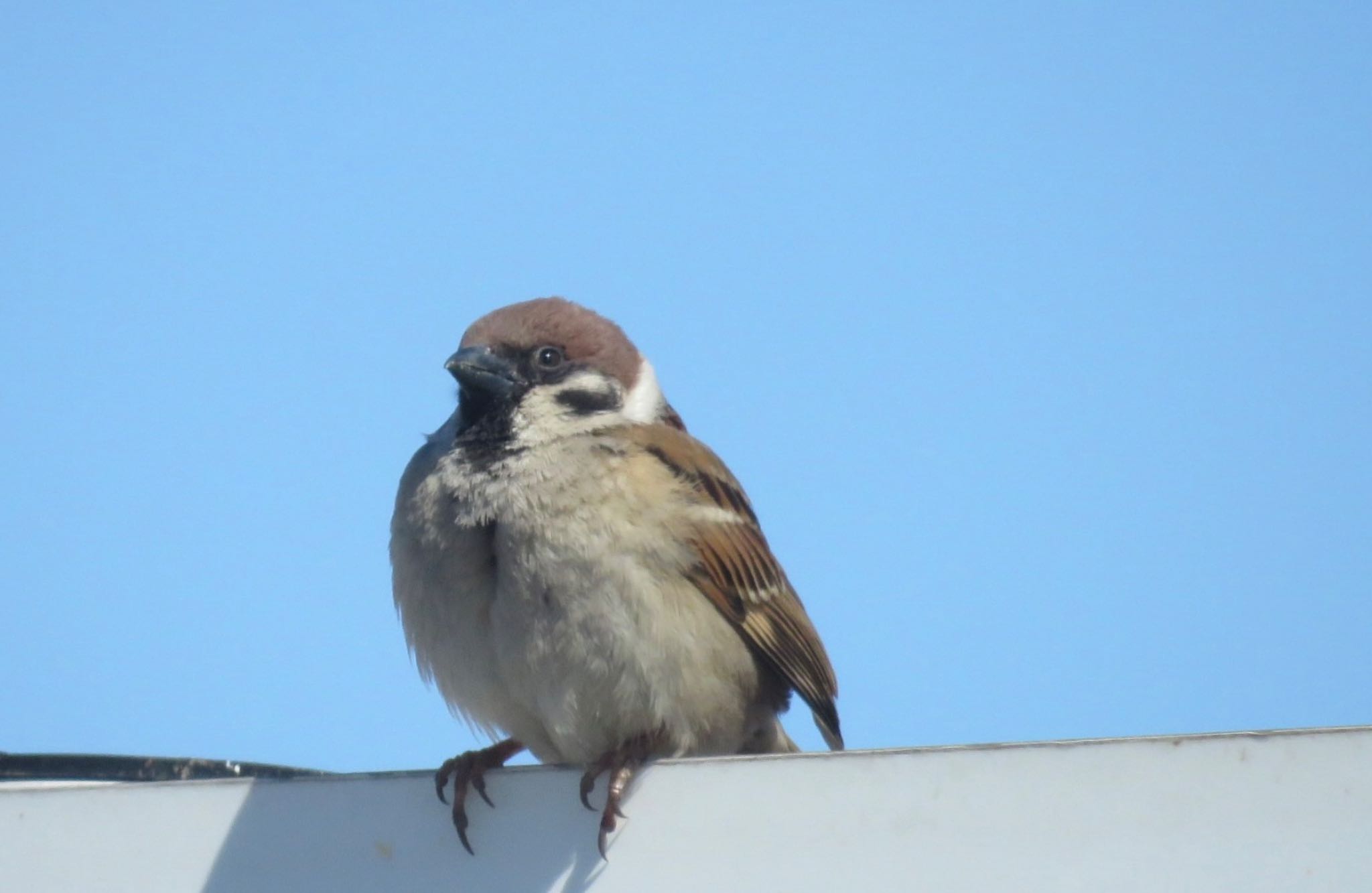 Eurasian Tree Sparrow