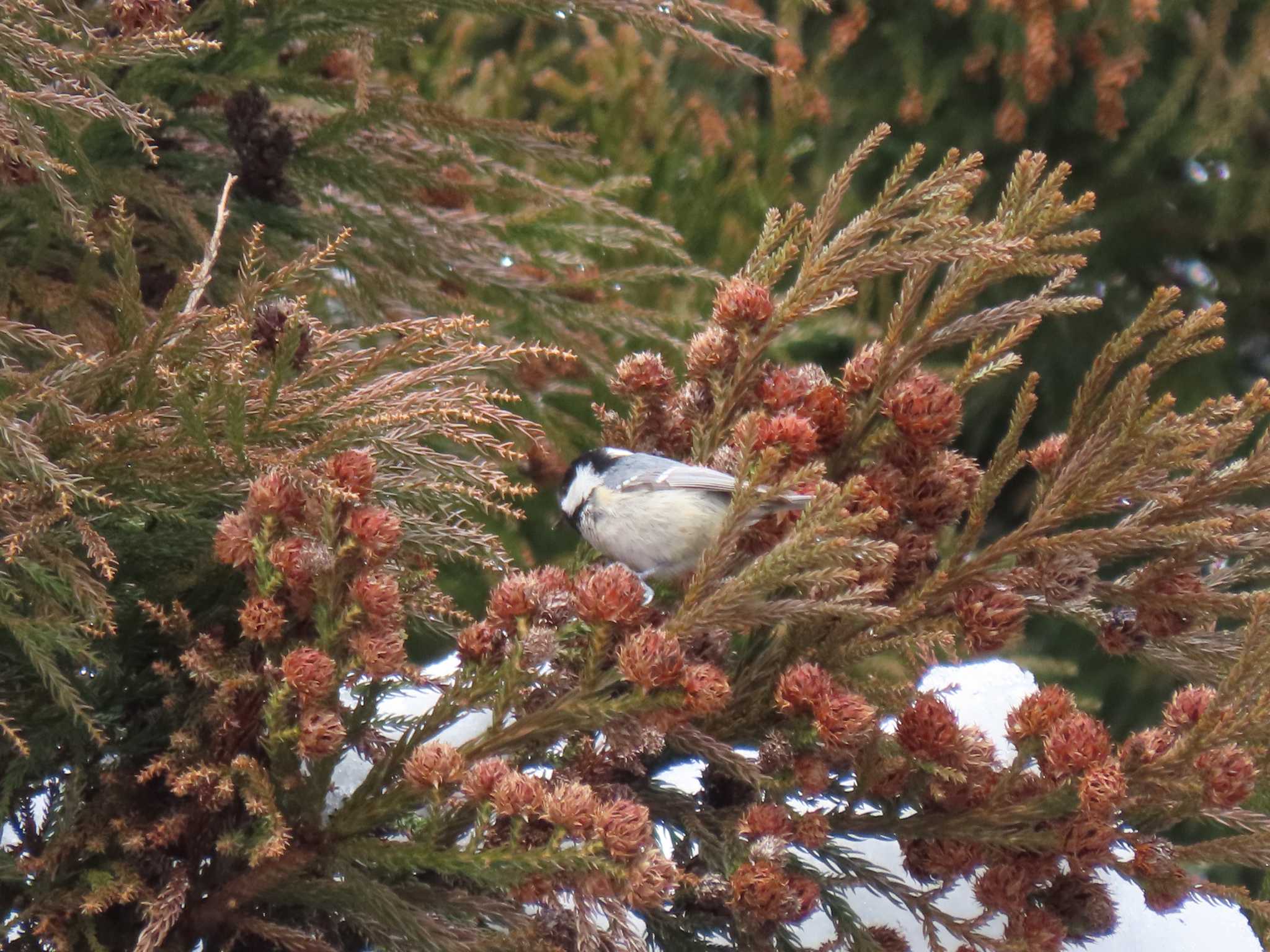 Coal Tit