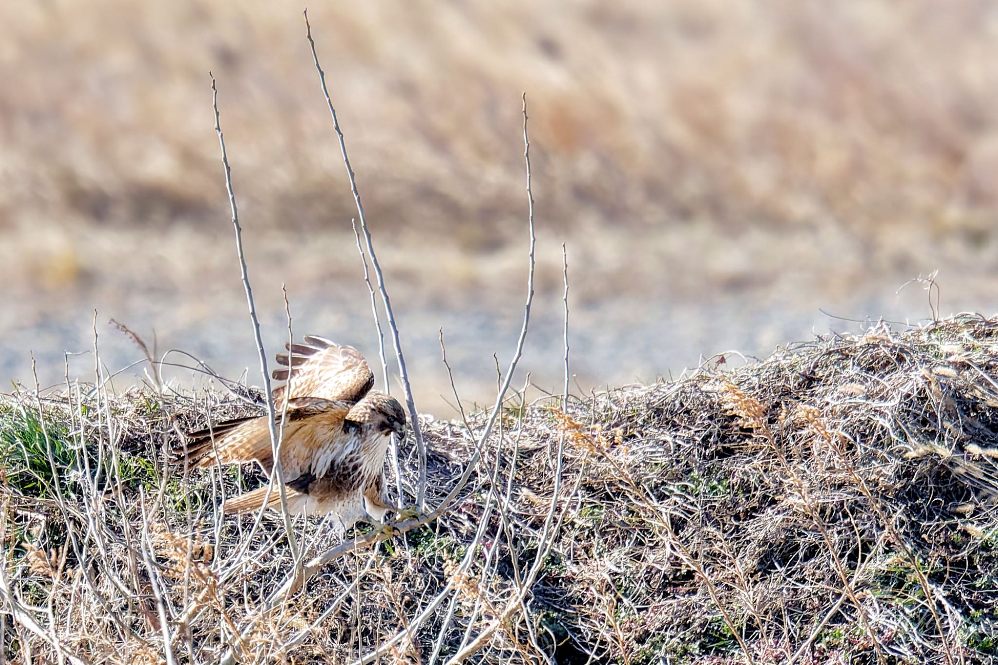 Eastern Buzzard