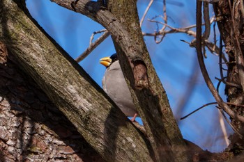 Japanese Grosbeak Karuizawa wild bird forest Mon, 3/11/2024