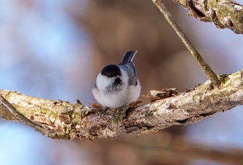 コガラ 軽井沢野鳥の森 2024年3月11日(月)