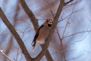 シメ 軽井沢野鳥の森 2024年3月11日(月)