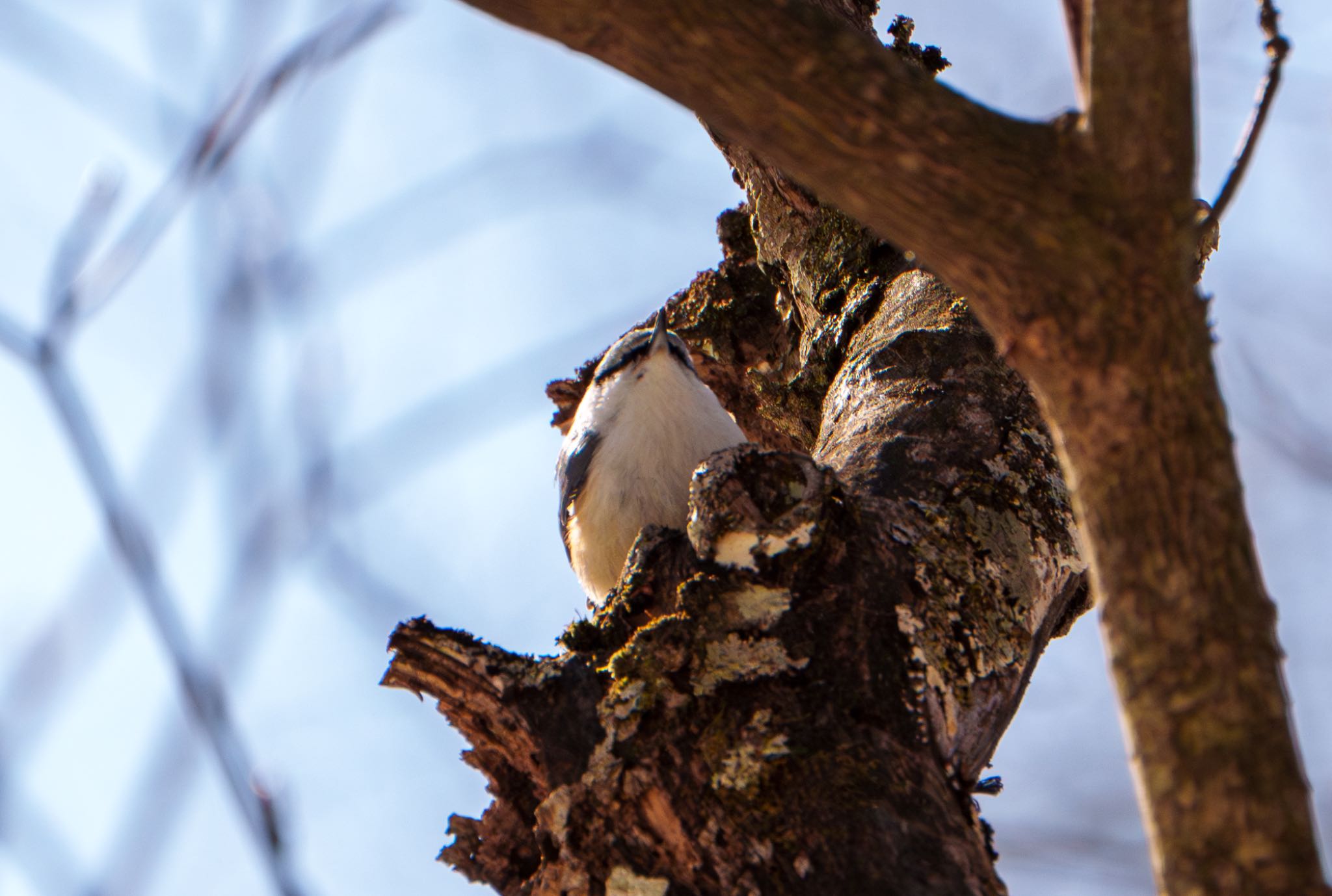 Photo of Eurasian Nuthatch at Karuizawa wild bird forest by room335@bell.ocn.ne.jp