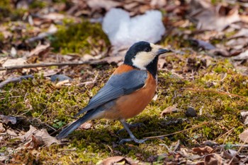 Varied Tit Karuizawa wild bird forest Mon, 3/11/2024