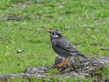 White-cheeked Starling 江津湖 Tue, 3/12/2024