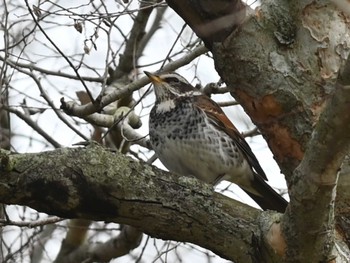 Dusky Thrush 江津湖 Tue, 3/12/2024