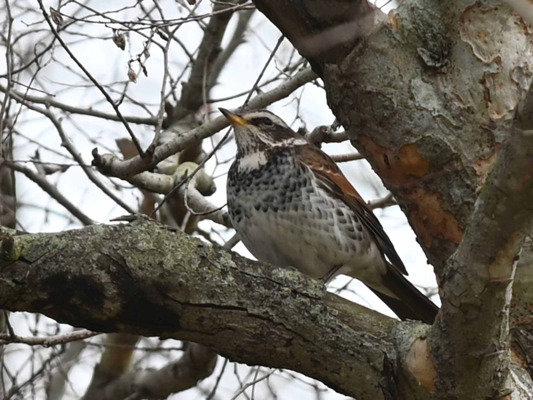 Dusky Thrush