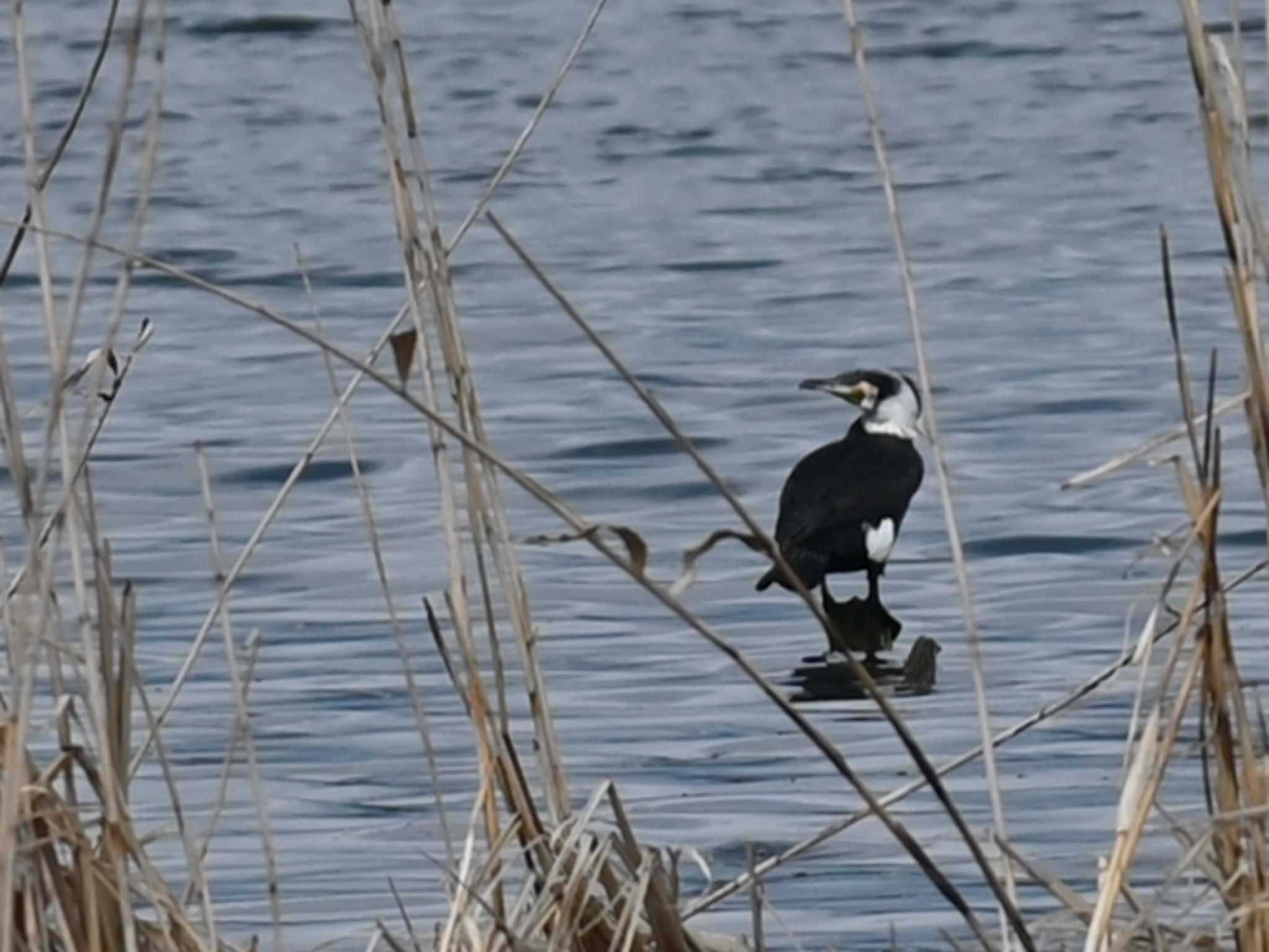 Photo of Great Cormorant at 江津湖 by jo6ehm