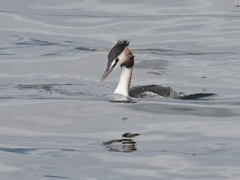 カンムリカイツブリ 江津湖 2024年3月12日(火)