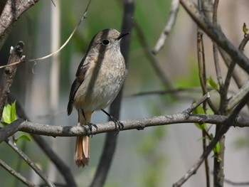 Daurian Redstart 江津湖 Tue, 3/12/2024