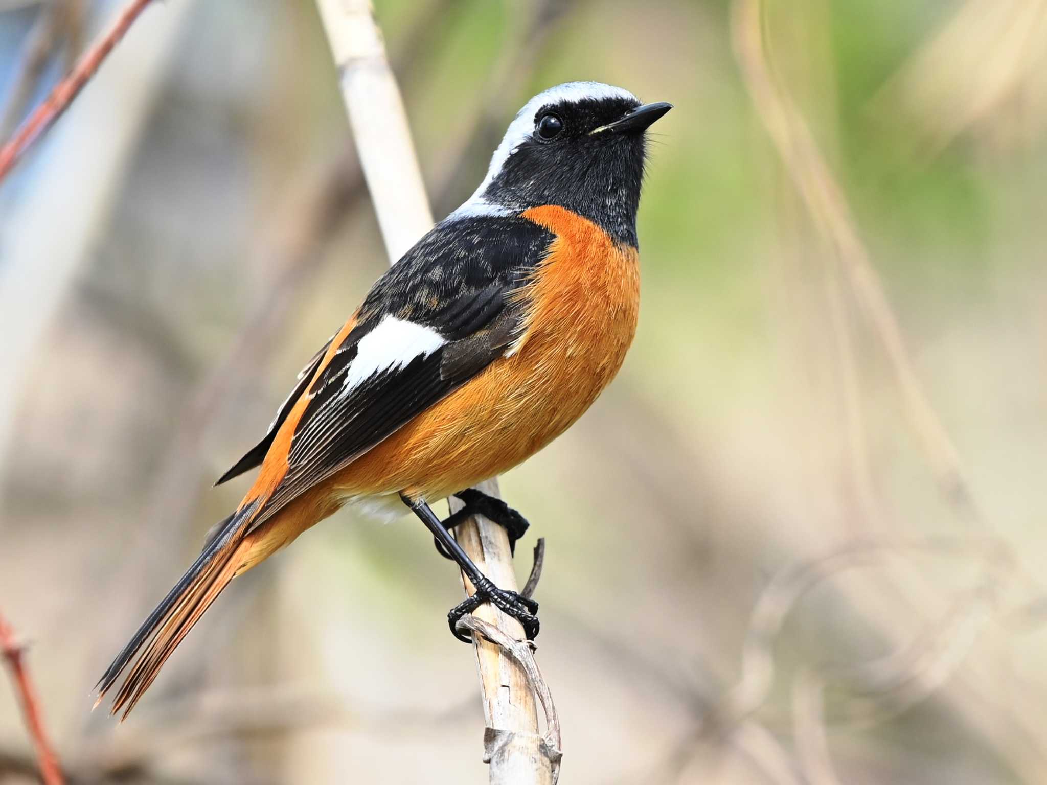 Daurian Redstart