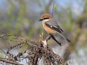 2024年3月12日(火) 江津湖の野鳥観察記録