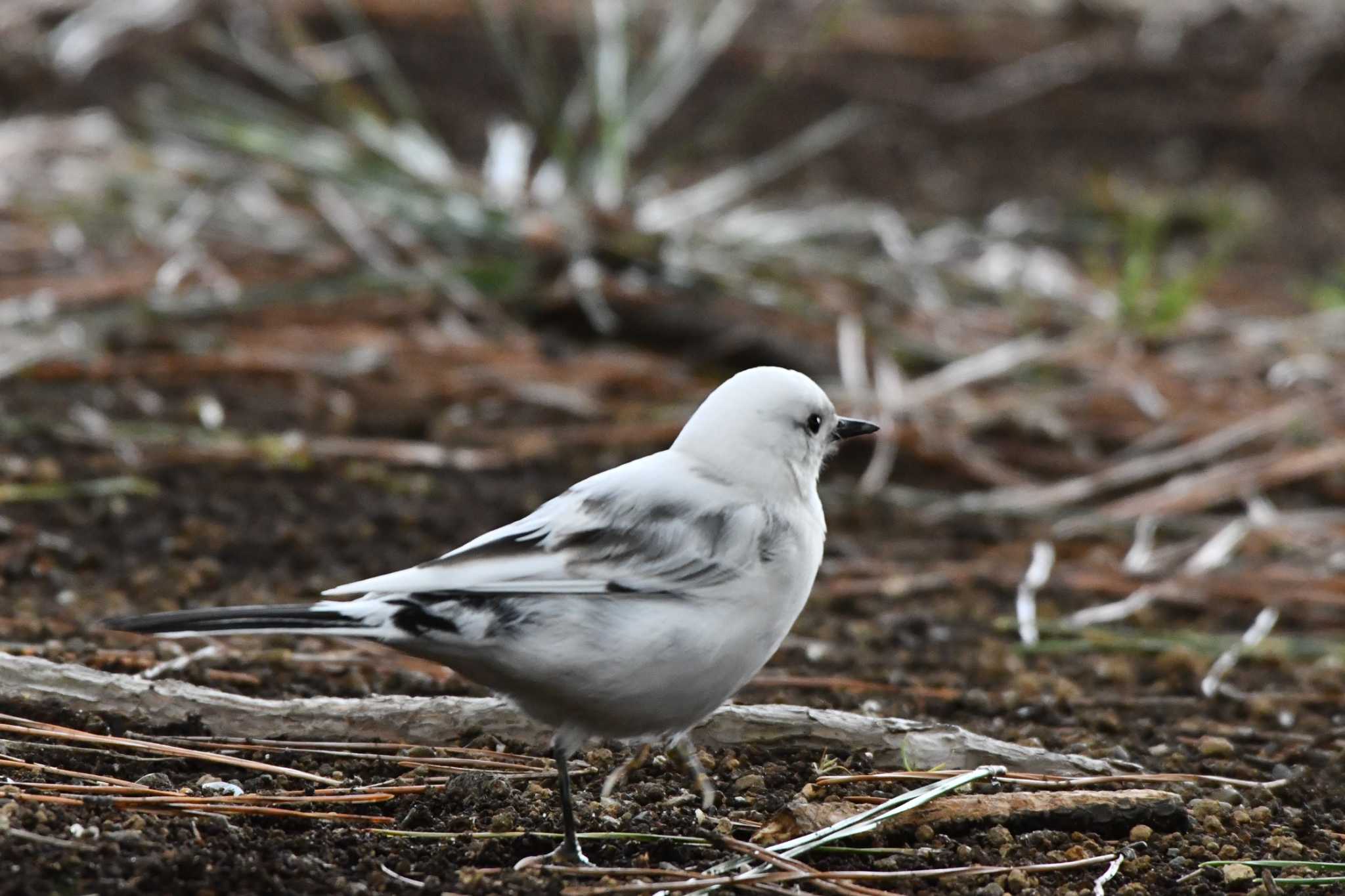 Photo of White Wagtail at Kasai Rinkai Park by geto