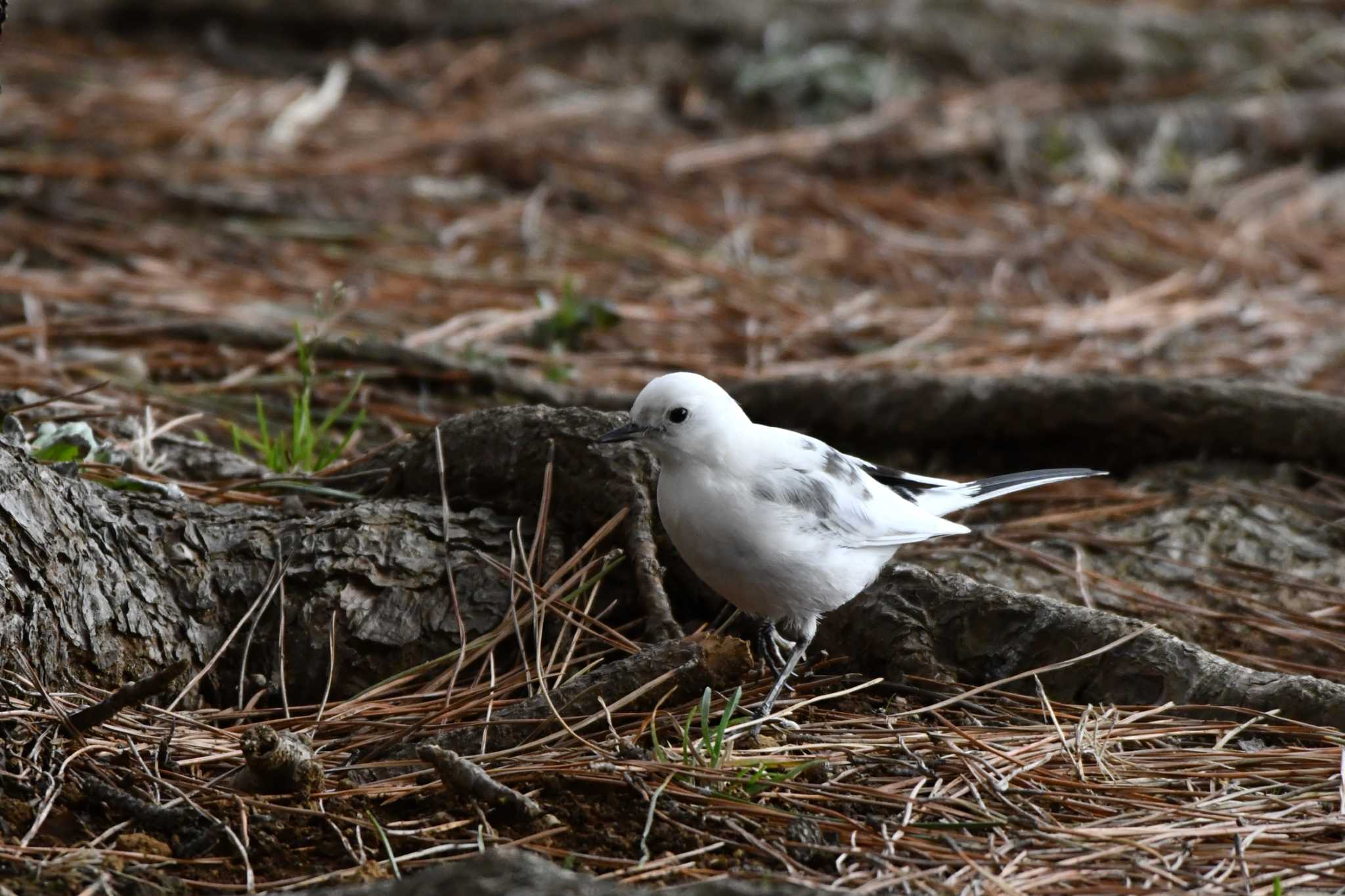 White Wagtail