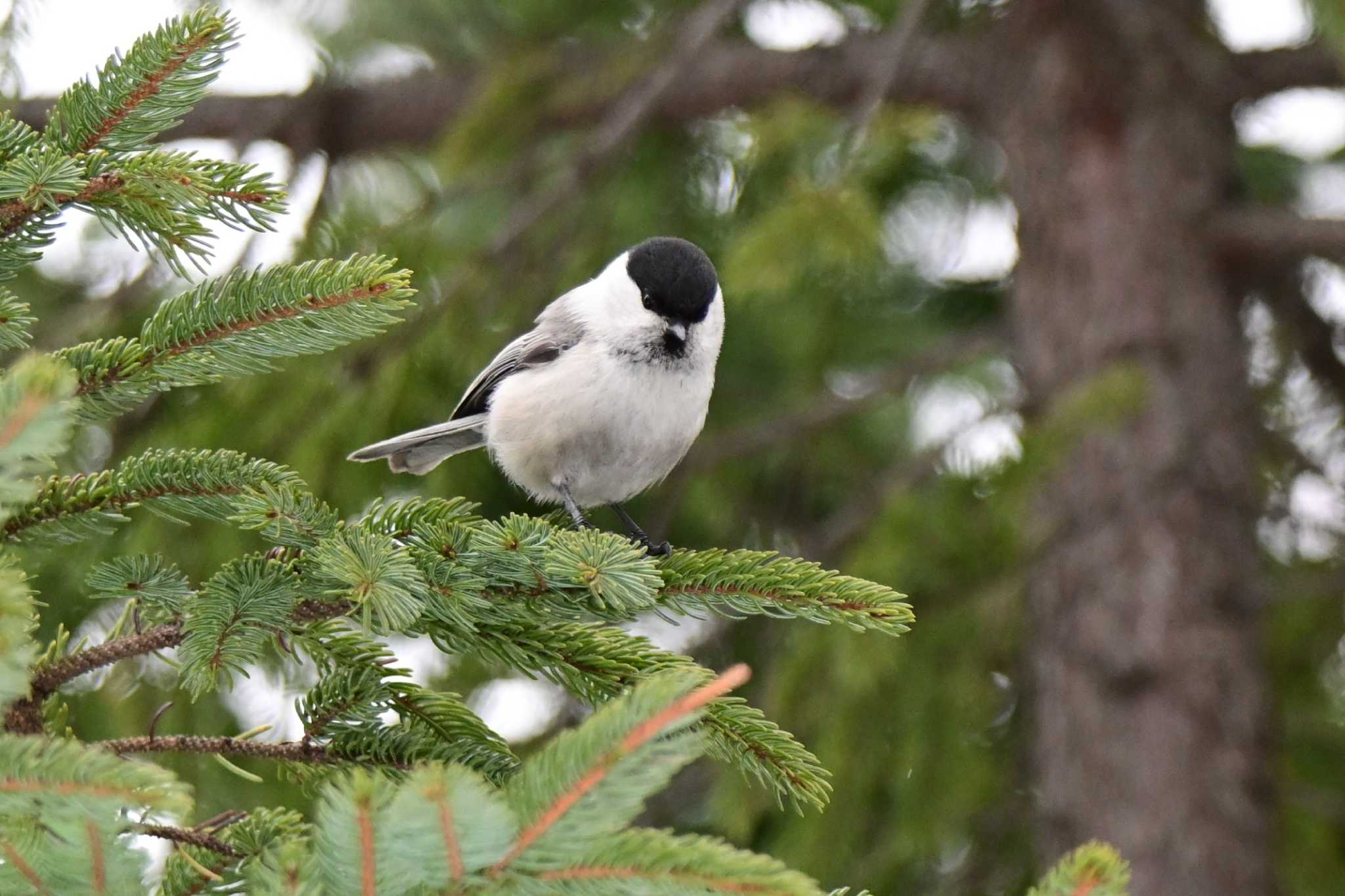 Photo of Willow Tit at 豊平公園(札幌市) by 青カエル🐸