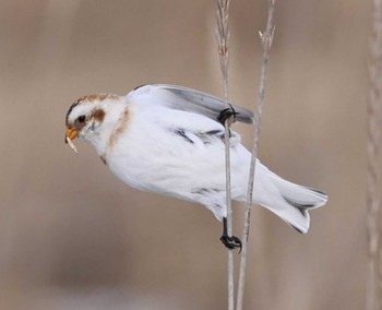 Snow Bunting Notsuke Peninsula Thu, 12/28/2023