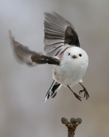 Long-tailed tit(japonicus) Tomakomai Experimental Forest Sun, 3/10/2024