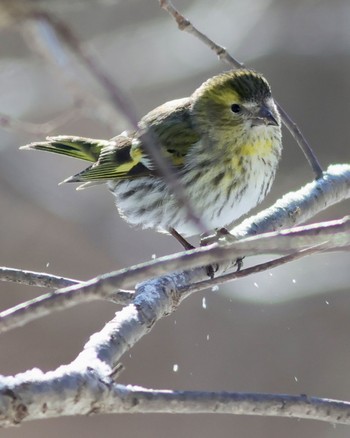 Eurasian Siskin Lake Utonai Sun, 3/10/2024