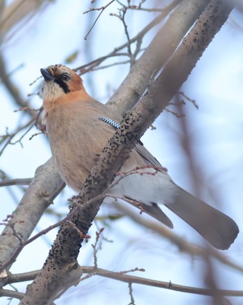 Eurasian Jay(brandtii) Makomanai Park Mon, 3/11/2024