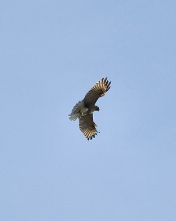 Eastern Buzzard 小網代の森 Wed, 2/14/2024