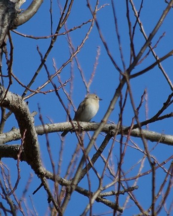 Red-breasted Flycatcher 小網代の森 Wed, 2/14/2024