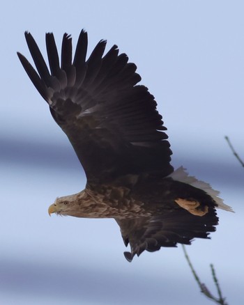 White-tailed Eagle 北海道 Sun, 3/10/2024