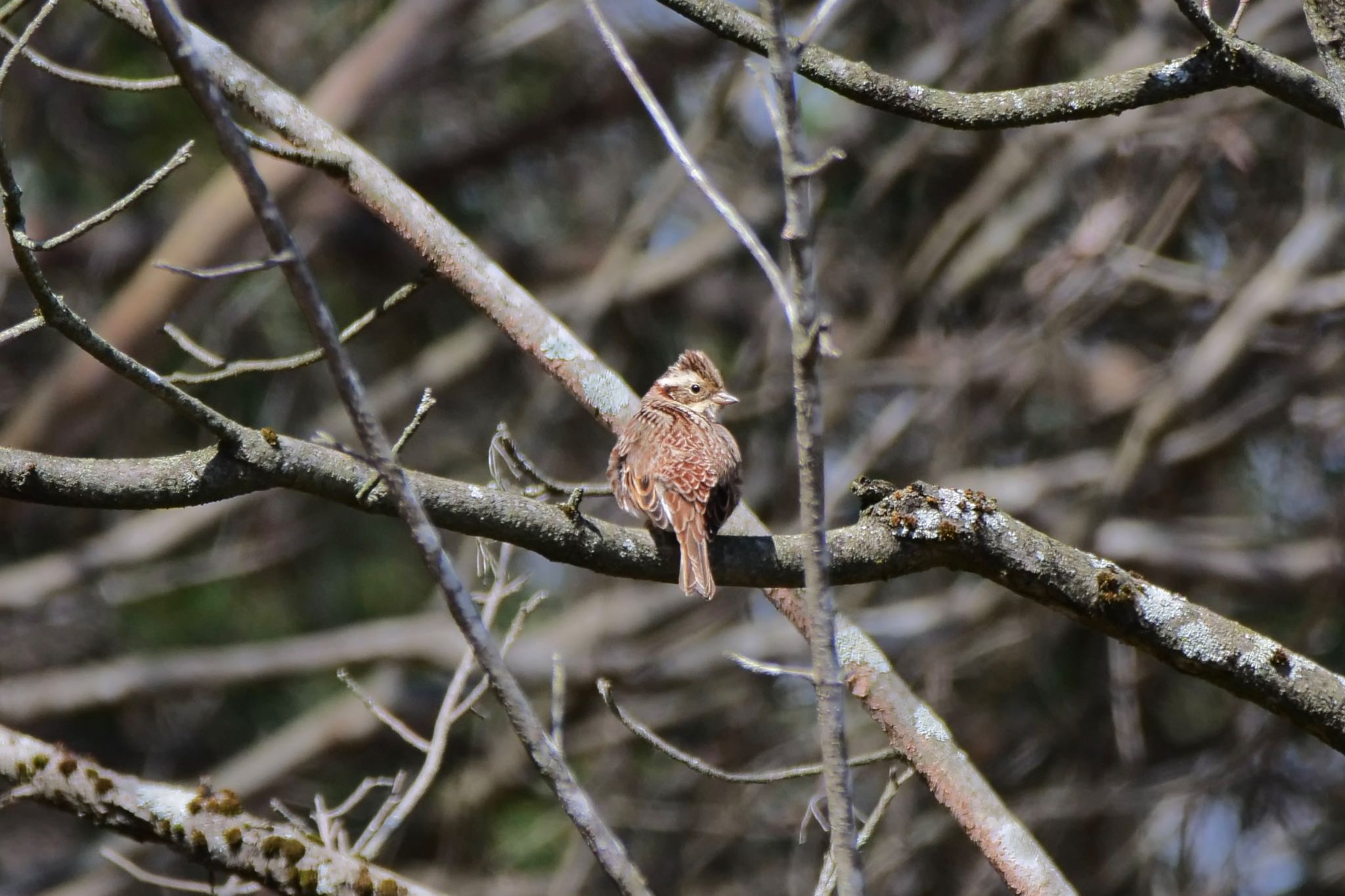 Photo of Rustic Bunting at 岐阜県 by sana