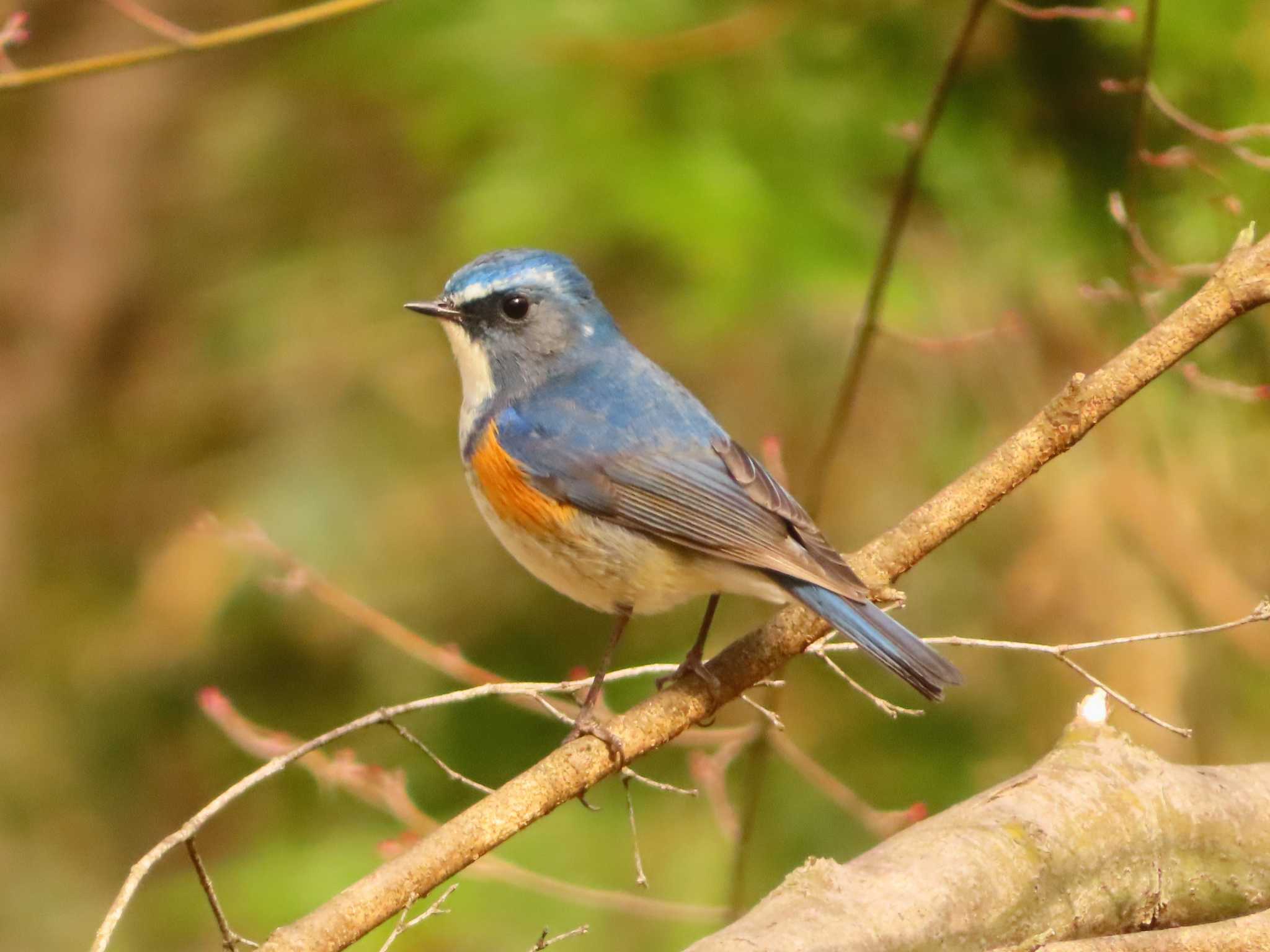 Red-flanked Bluetail