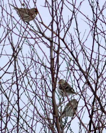 Common Redpoll 浜厚真 Sun, 3/10/2024