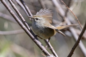 Japanese Bush Warbler 小網代の森 Sun, 3/10/2024