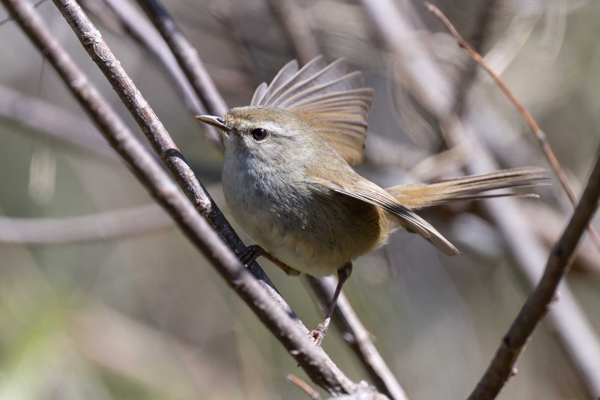 Photo of Japanese Bush Warbler at 小網代の森 by たい焼きの煮付け