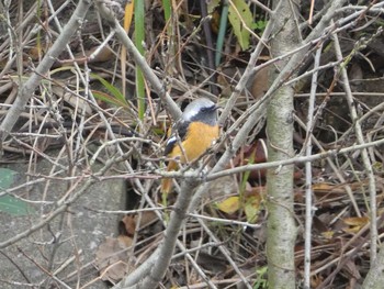 ジョウビタキ 恩田川(高瀬橋付近) 2018年12月9日(日)