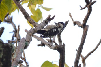 Grey-capped Pygmy Woodpecker 台中公園(台湾) Sat, 1/27/2024