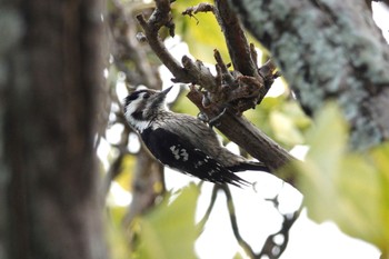 Grey-capped Pygmy Woodpecker 台中公園(台湾) Sat, 1/27/2024