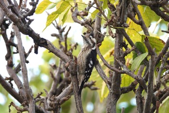 Grey-capped Pygmy Woodpecker 台中公園(台湾) Sat, 1/27/2024