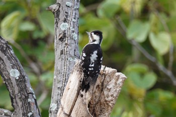 Grey-capped Pygmy Woodpecker 台中公園(台湾) Sat, 1/27/2024