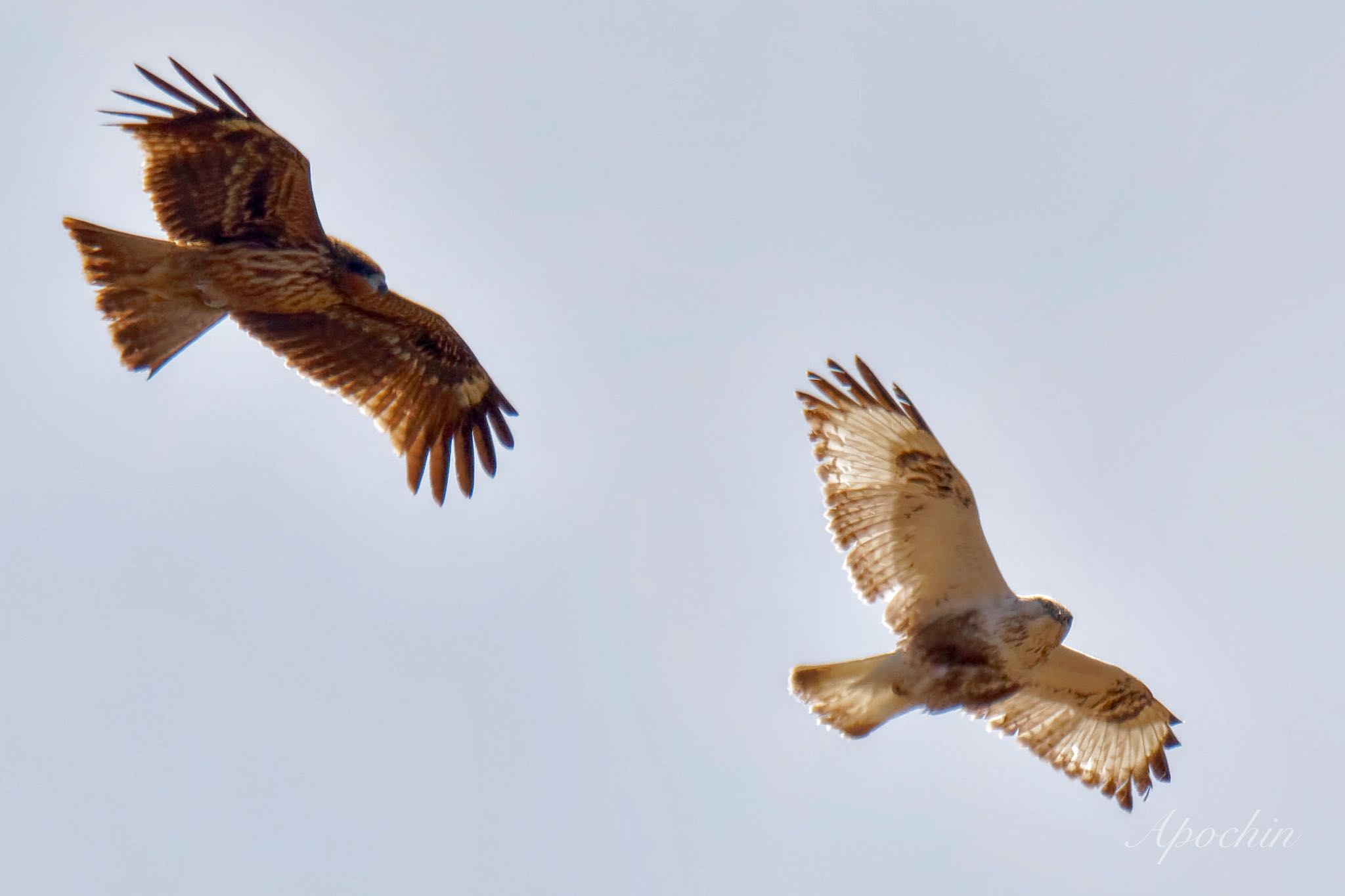 Rough-legged Buzzard