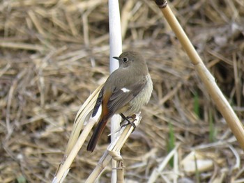 Daurian Redstart Akigase Park Thu, 3/7/2024