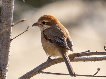 Bull-headed Shrike 岡崎城 Sun, 3/10/2024