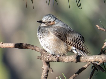 White-cheeked Starling 岡崎城 Sun, 3/10/2024